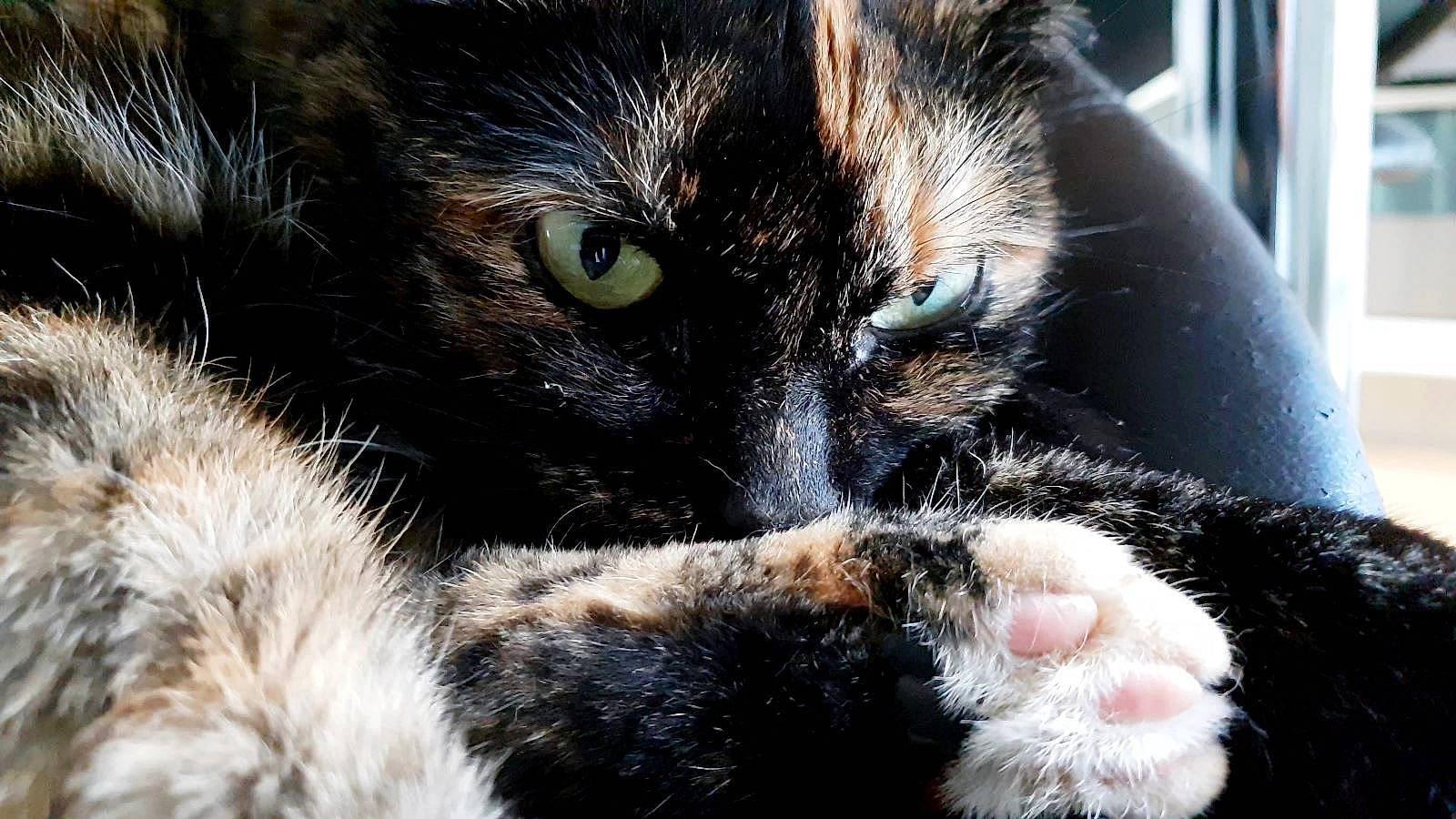 Linda a rejoint le concours — aidez-le/la à gagner de superbes lots ! carnivore, cat, claw, close_up, comfort, domestic_short_haired_cat, felidae, fur, iris, paw, photography, small_to_medium_sized_cats, snout, tail, terrestrial_animal, whiskers, wildlife