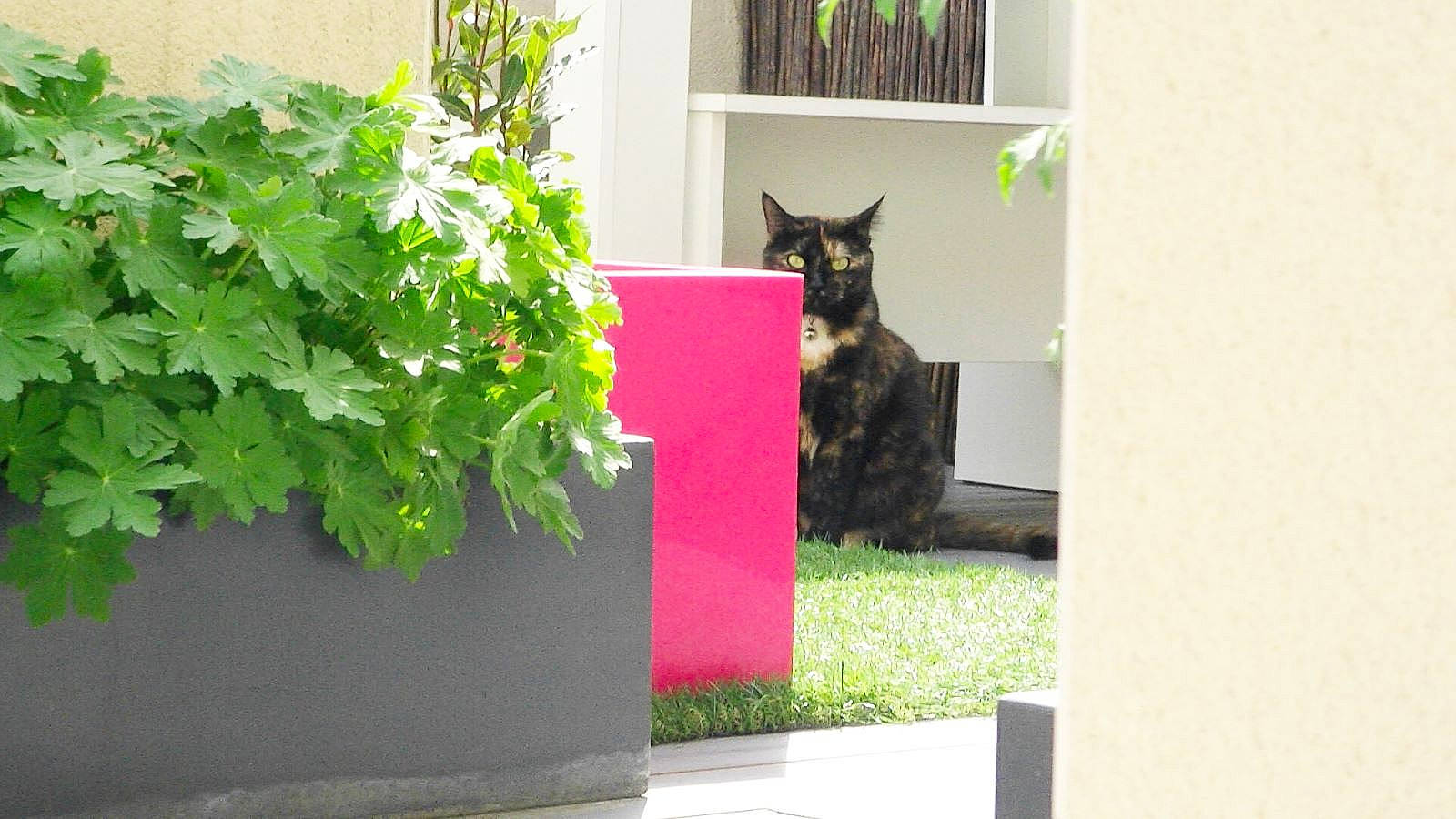 Linda a rejoint le concours — aidez-le/la à gagner de superbes lots ! annual_plant, carnivore, cat, felidae, flowerpot, garden, grass, groundcover, herb, houseplant, landscaping, leaf_vegetable, plant, shrub, small_to_medium_sized_cats, tail, tree, whiskers, window, wood