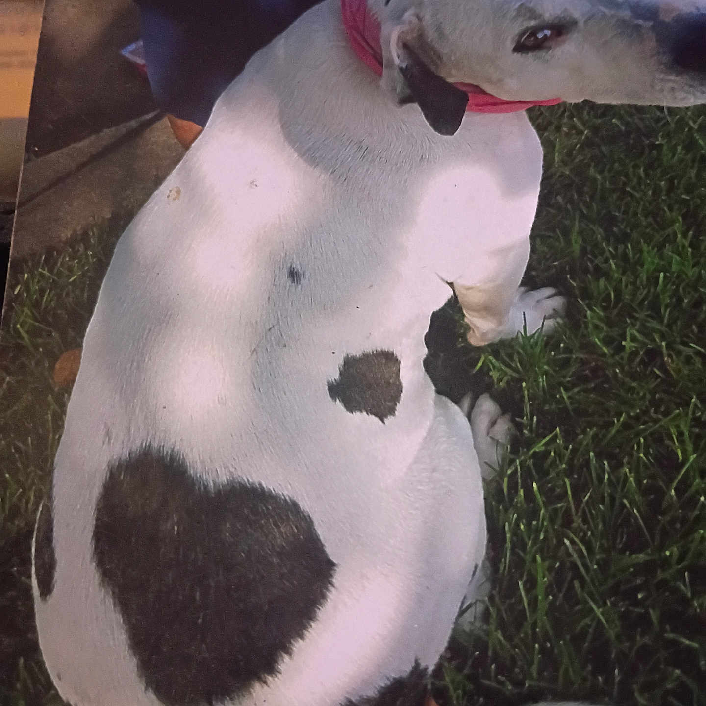 Emilee is registered to the contest to win money with this photo: animal, black_spots, calm, canine, close_up, collar, companion, cute, daylight, dog, fur, grass, heart_shape, looking_back, nature, outdoor, pet, sitting, tail, white_dog