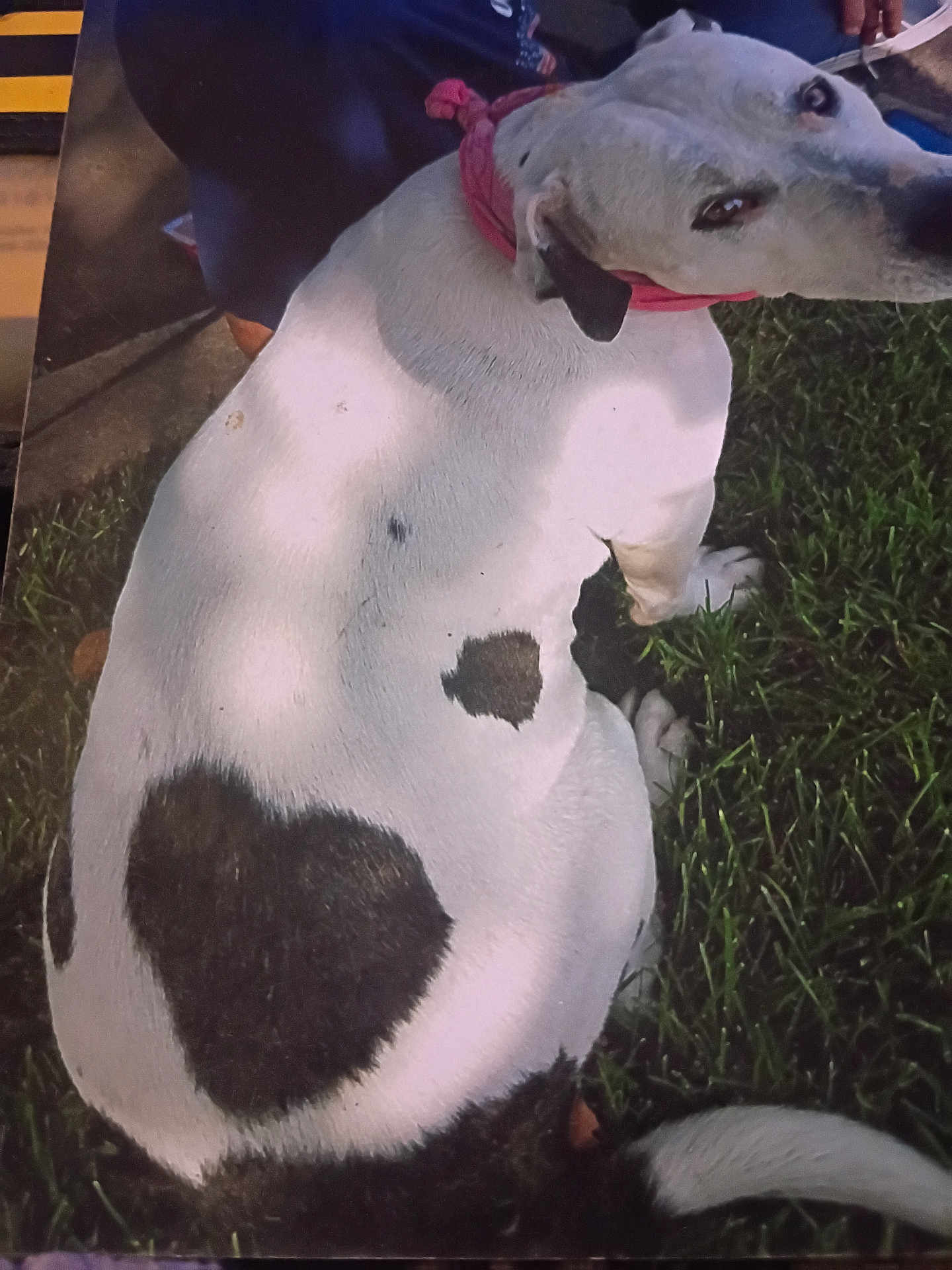 Emilee is registered to the contest to win money with this photo: dog, white_dog, black_spots, heart_shape, grass, collar, pet, outdoor, animal, sitting, looking_back, canine, nature, cute, close_up, fur, tail, daylight, calm, companion