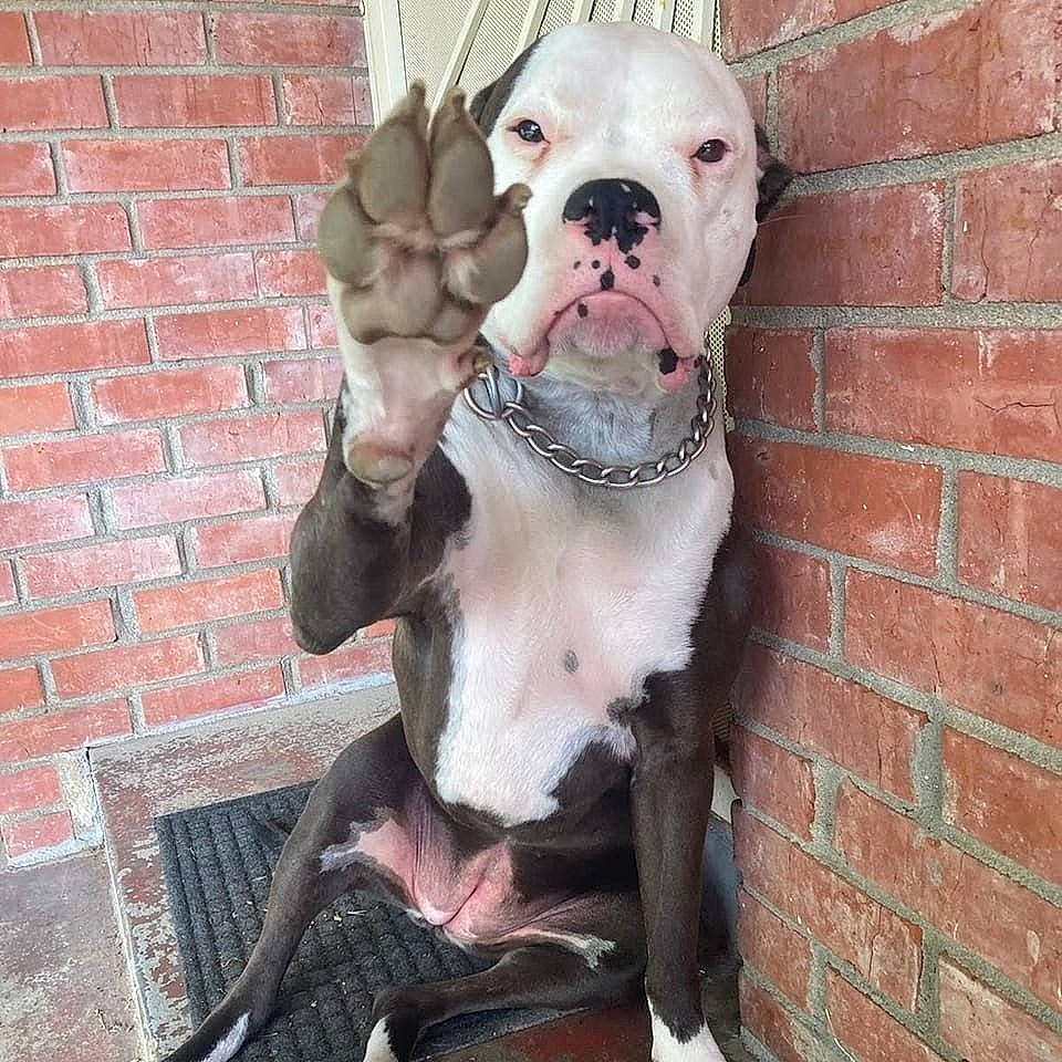 Butterfly joined the competition — help win amazing prizes! brick, brickwork, bulldog, carnivore, collar, companion_dog, dog, dog_breed, dog_clothes, dog_collar, dog_supply, fawn, fur, pet_supply, pink, snout, sporting_group, tail, whiskers, working_animal