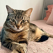 Mia a rejoint le concours — aidez-le/la à gagner de superbes lots ! cat, tabby_cat, pet, feline, animal, indoor, bed, blanket, cozy, relaxed, paw, fur, whiskers, ears, portrait, cute, domestic_animal, striped, sleepy, resting