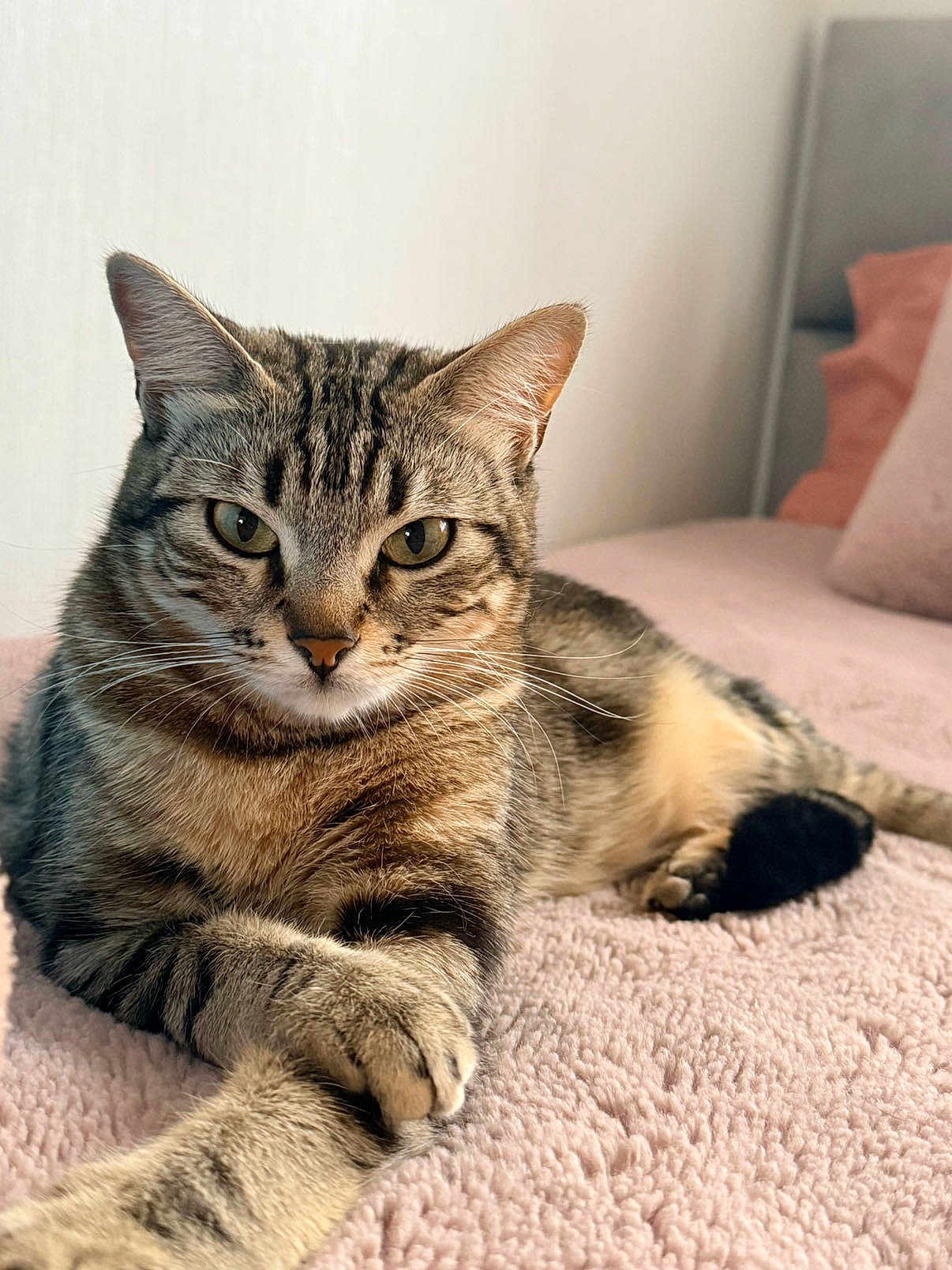 Mia a rejoint le concours — aidez-le/la à gagner de superbes lots ! cat, tabby_cat, pet, feline, animal, indoor, bed, blanket, cozy, relaxed, paw, fur, whiskers, ears, portrait, cute, domestic_animal, striped, sleepy, resting