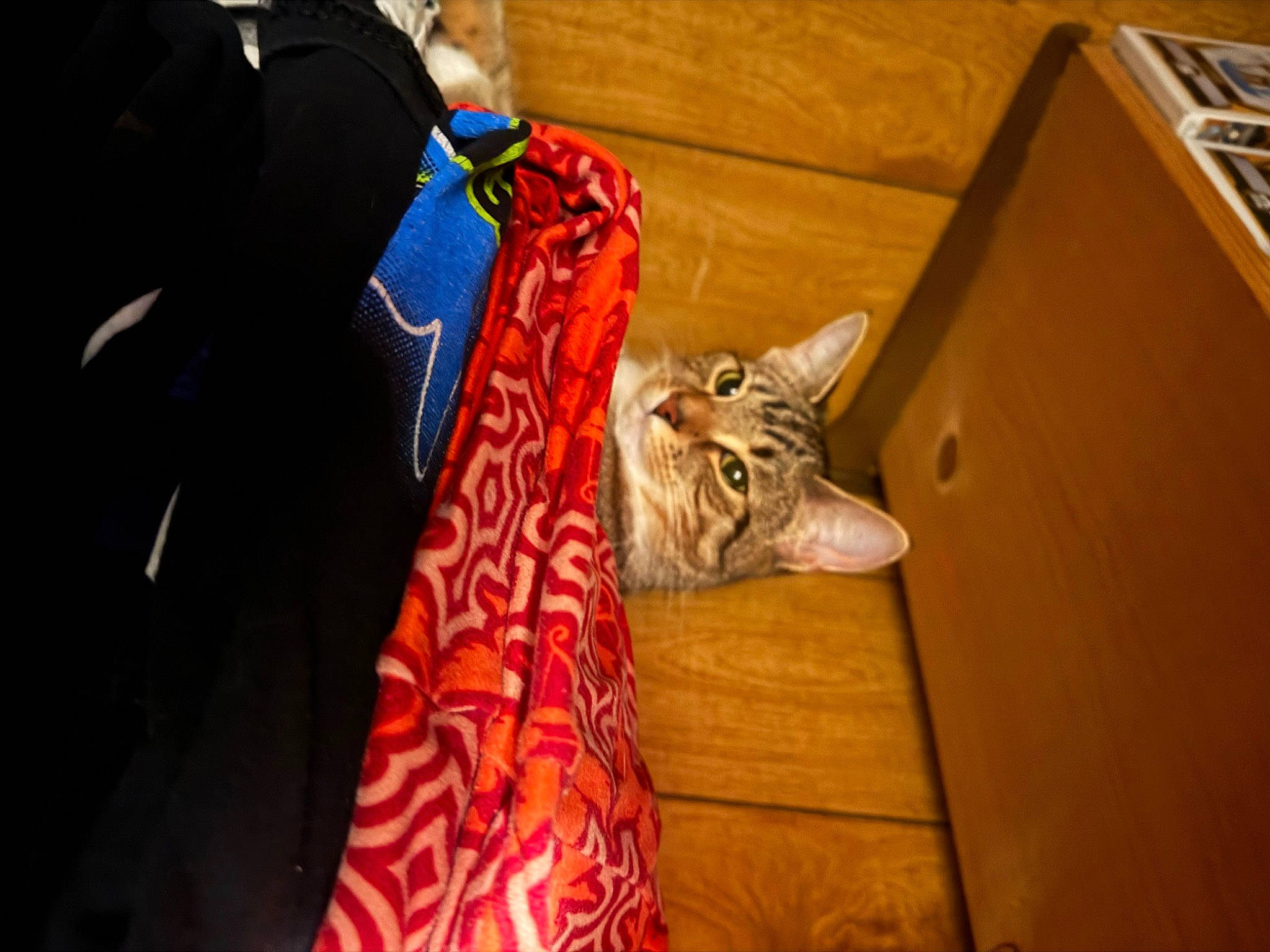 Autumn is registered to the contest to win money with this photo: bag, big_cats, box, carnivore, cat, comfort, domestic_short_haired_cat, fawn, felidae, flooring, fur, hardwood, human_leg, room, shipping_box, sleeve, small_to_medium_sized_cats, terrestrial_animal, whiskers, wood