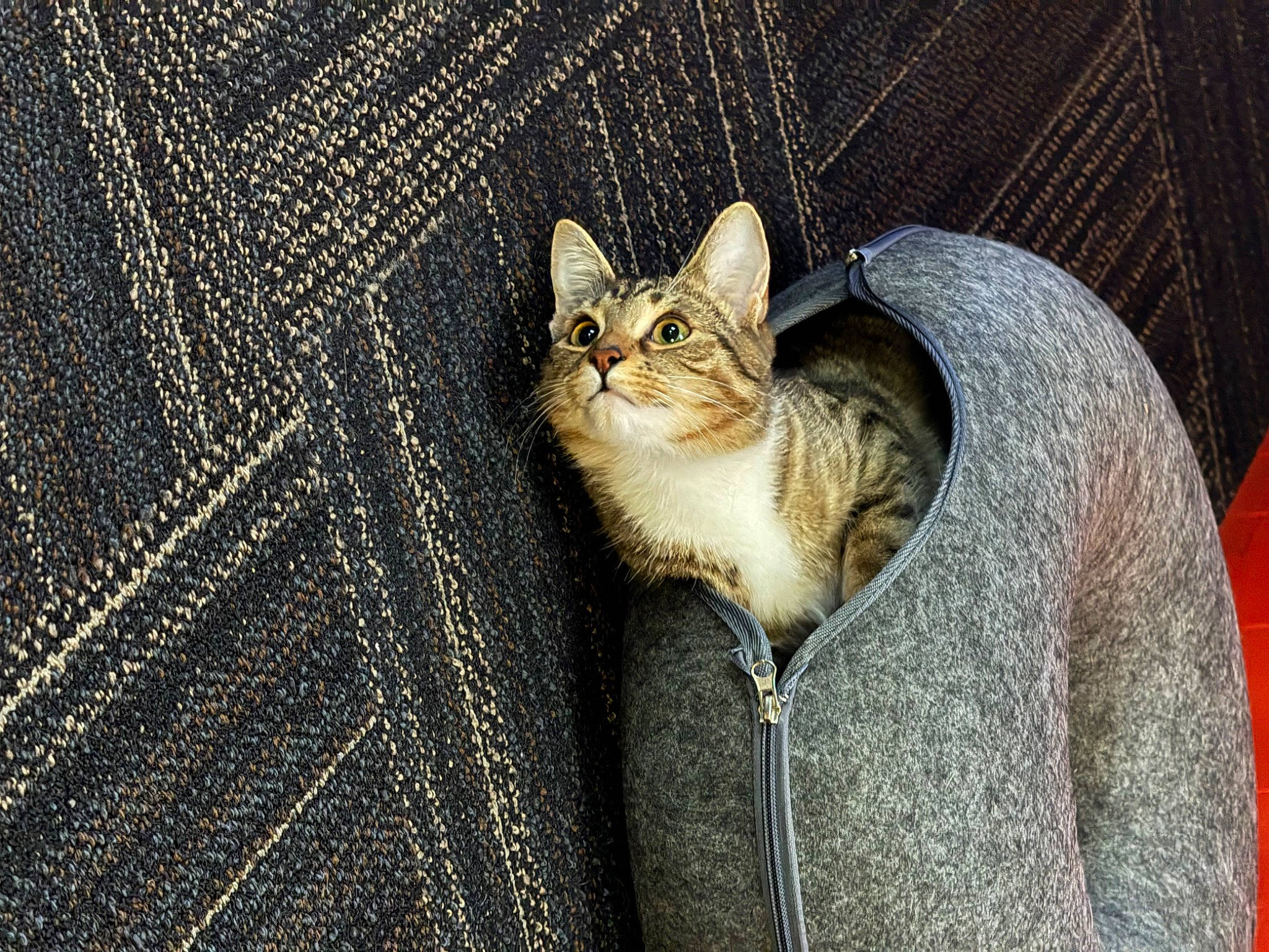 Autumn is registered to the contest to win money with this photo: carnivore, cat, claw, domestic_short_haired_cat, fawn, felidae, fur, grey, metal, paw, pocket, small_to_medium_sized_cats, tail, terrestrial_animal, whiskers, wildlife, wood