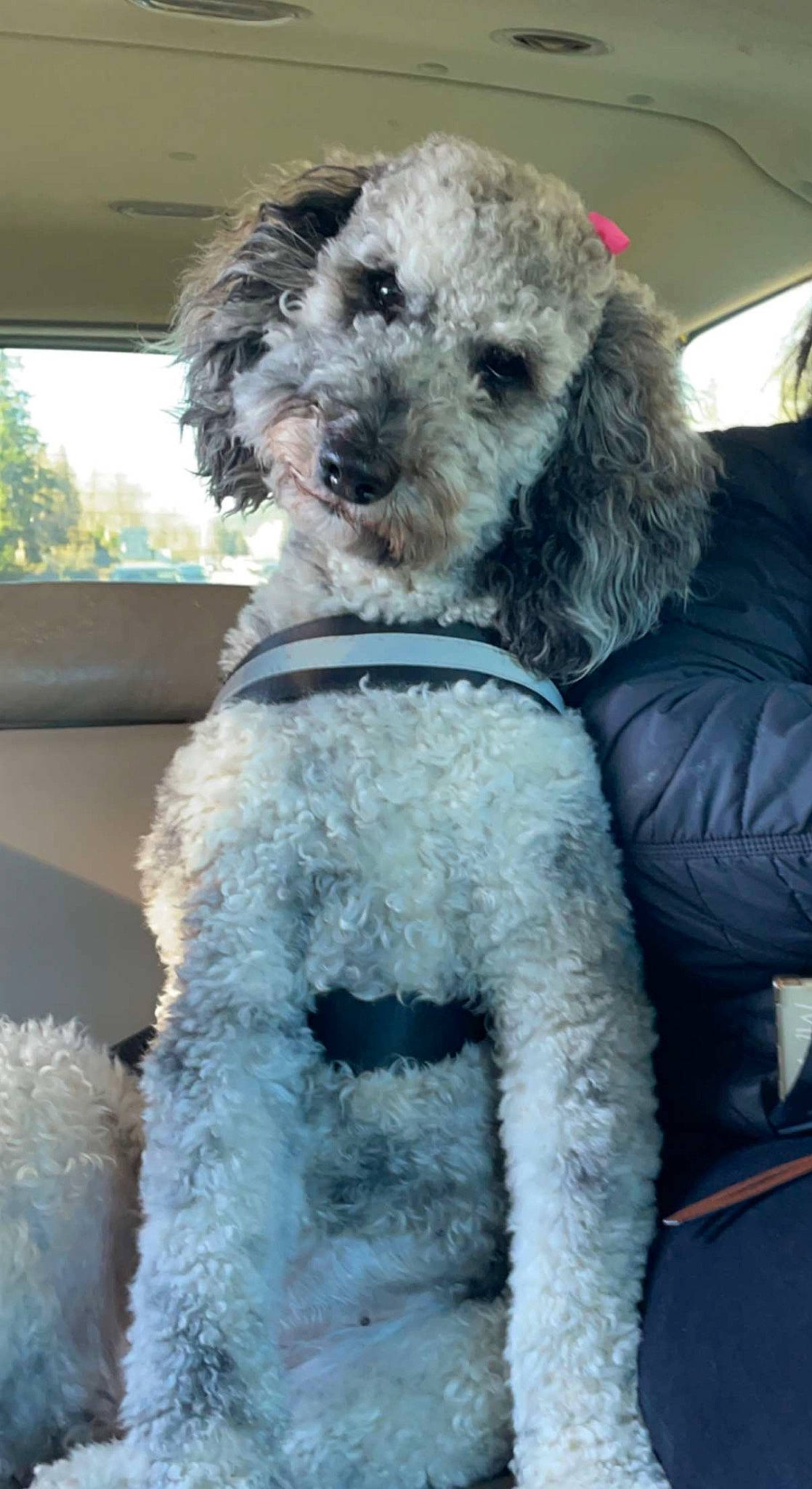 Jj joined the competition — help win amazing prizes! canidae, carnivore, collar, companion_dog, dog, dog_breed, dog_collar, dog_supply, fur, labradoodle, maltepoo, non_sporting_group, poodle, snout, sporting_group, terrier, toy_dog, water_dog