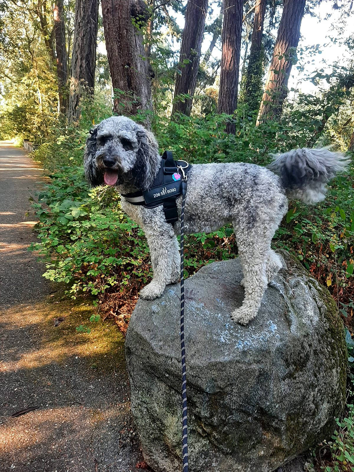 Jj joined the competition — help win amazing prizes! art, canidae, carnivore, companion_dog, dog, dog_breed, garden, grass, herding_dog, plant, poodle, sculpture, shrub, sporting_group, tail, terrier, toy_dog, tree, water_dog, working_animal