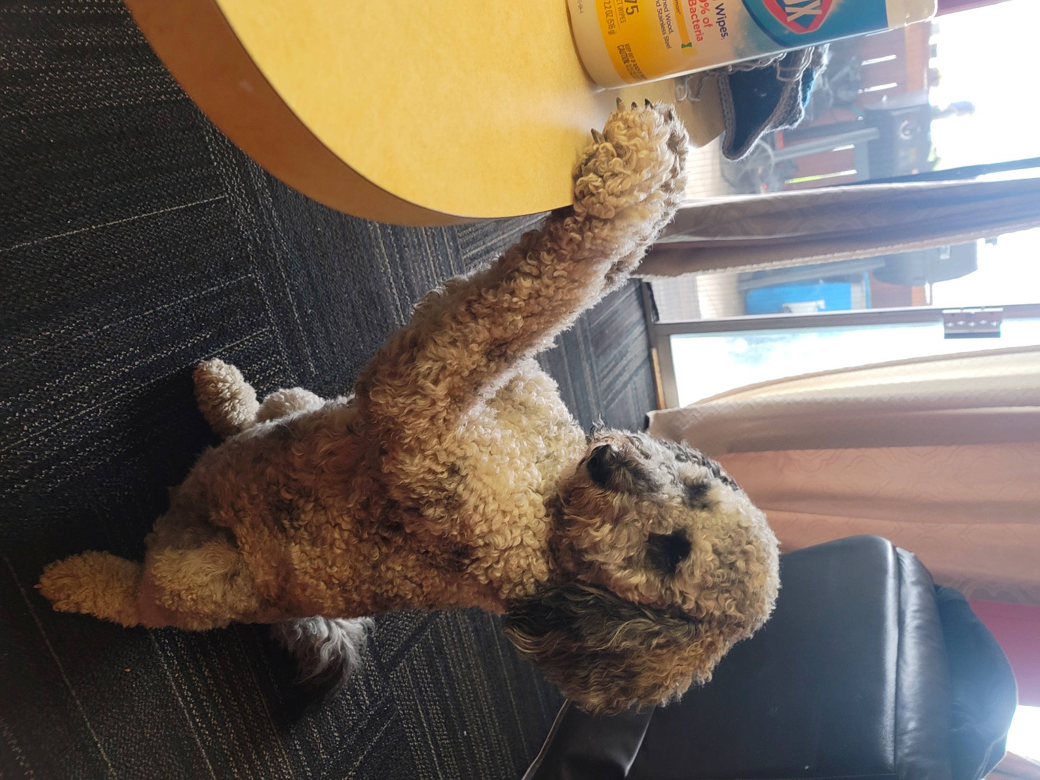 Jj joined the competition — help win amazing prizes! art, artifact, claw, foot, fur, gas, plush, sheep, snout, stuffed_toy, tail, terrestrial_animal, toy, wood