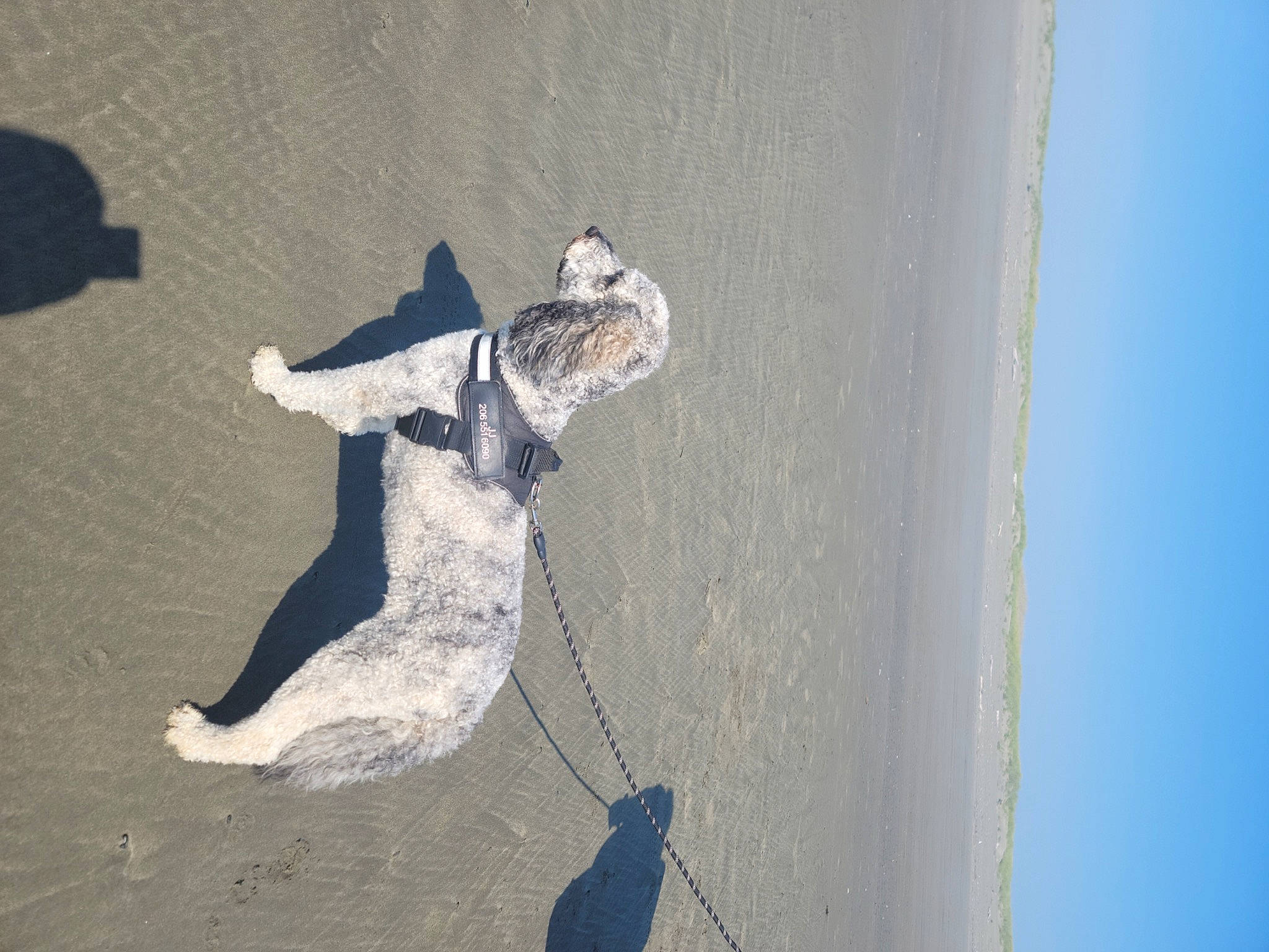 Jj is registered to the contest to win money with this photo: art, asphalt, beach, canidae, carnivore, dog, dog_breed, fun, grey, recreation, reflection, sand, shadow, sky, sporting_group, tail, water, wind_wave, wood