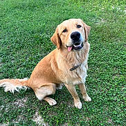 Vayan a rejoint le concours — aidez-le/la à gagner de superbes lots ! dog, golden_retriever, grass, outdoor, pet, canine, tongue_out, sitting, collar, friendly, happy, animal, nature, greenery, fur, mammal, playful, summer, daylight, cute