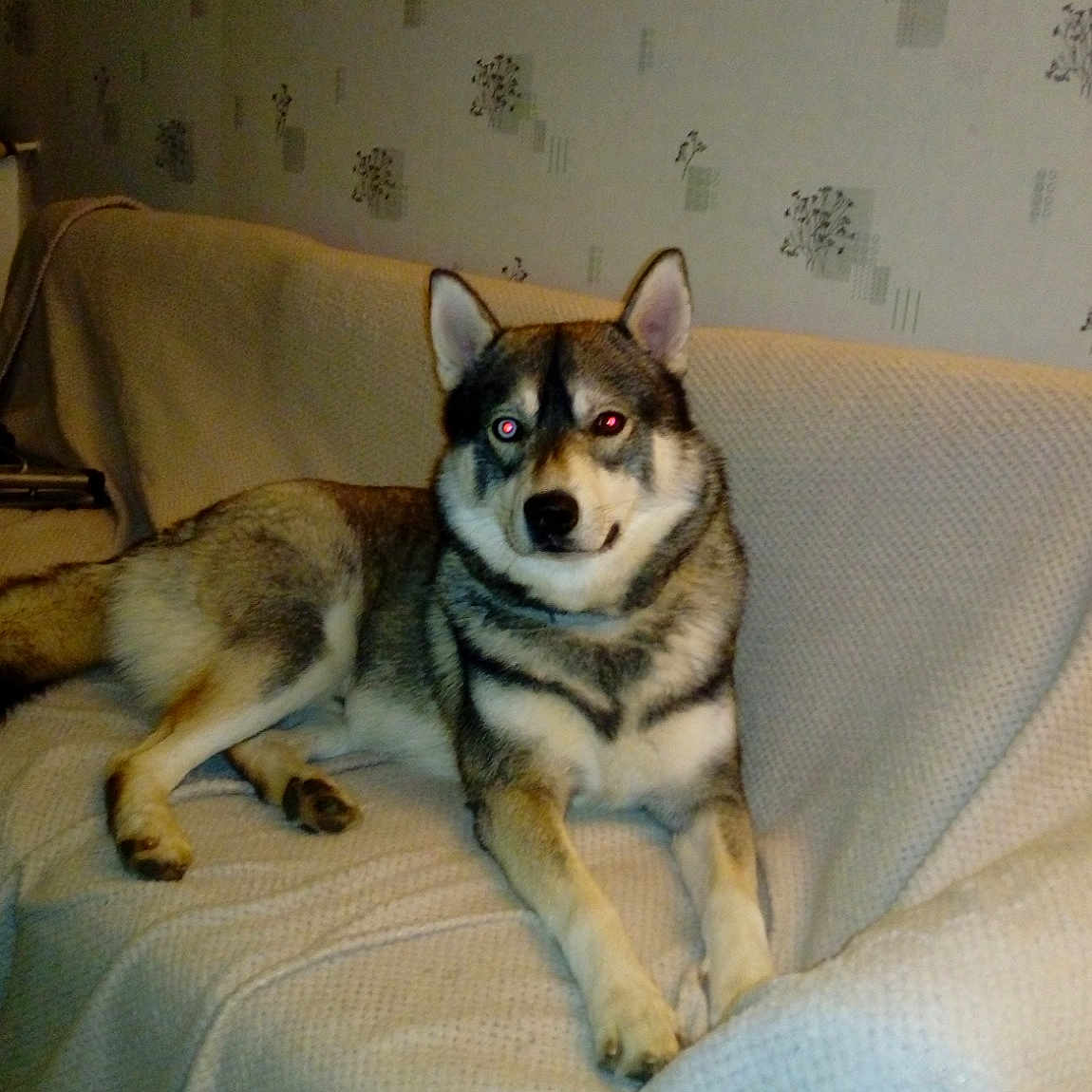 Haska