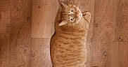 Juice is registered to the contest to win money with this photo: cat, orange_tabby, pet, animal, feline, floor, wooden_floor, looking_up, indoor, domestic_cat, whiskers, tail, ears, fur, cute, curious, lying_down, resting, mammal, companion_animal