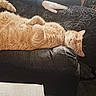 cat, orange_cat, couch, leather, relaxed, lying_down, furry, cozy, indoor, person, socks, black_clothing, furniture, home, resting, pet, sleeping, animal, comfort, casual