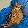 cat, orange_tabby, feline, pet, indoor, couch, blue_couch, relaxing, lying_down, fur, whiskers, tail, cozy, domestic, animal, cute, lazy, resting, comfort, household