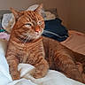 cat, orange_tabby, pet, feline, animal, whiskers, fur, green_eyes, relaxed, lying_down, blanket, bedroom, indoor, cozy, resting, closeup, domestic_cat, soft_light, portrait, calm