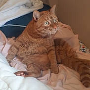 Juice joined the competition — help win amazing prizes! cat, orange_tabby, pet, indoor, bed, blanket, pillow, fur, whiskers, relaxed, sitting, cute, animal, feline, domestic_cat, cozy, resting, looking_away, wide_eyes, tabby