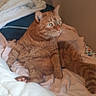 cat, orange_tabby, pet, indoor, bed, blanket, pillow, fur, whiskers, relaxed, sitting, cute, animal, feline, domestic_cat, cozy, resting, looking_away, wide_eyes, tabby
