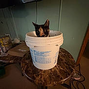 Peanut Butter joined the competition — help win amazing prizes! cat, bucket, table, marble, indoor, calico_cat, pet, curious, container, furniture, room, dim_lighting, household, domestic, curiosity, animal, kitten, wall, television, cord