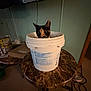 cat, bucket, table, marble, indoor, calico_cat, pet, curious, container, furniture, room, dim_lighting, household, domestic, curiosity, animal, kitten, wall, television, cord