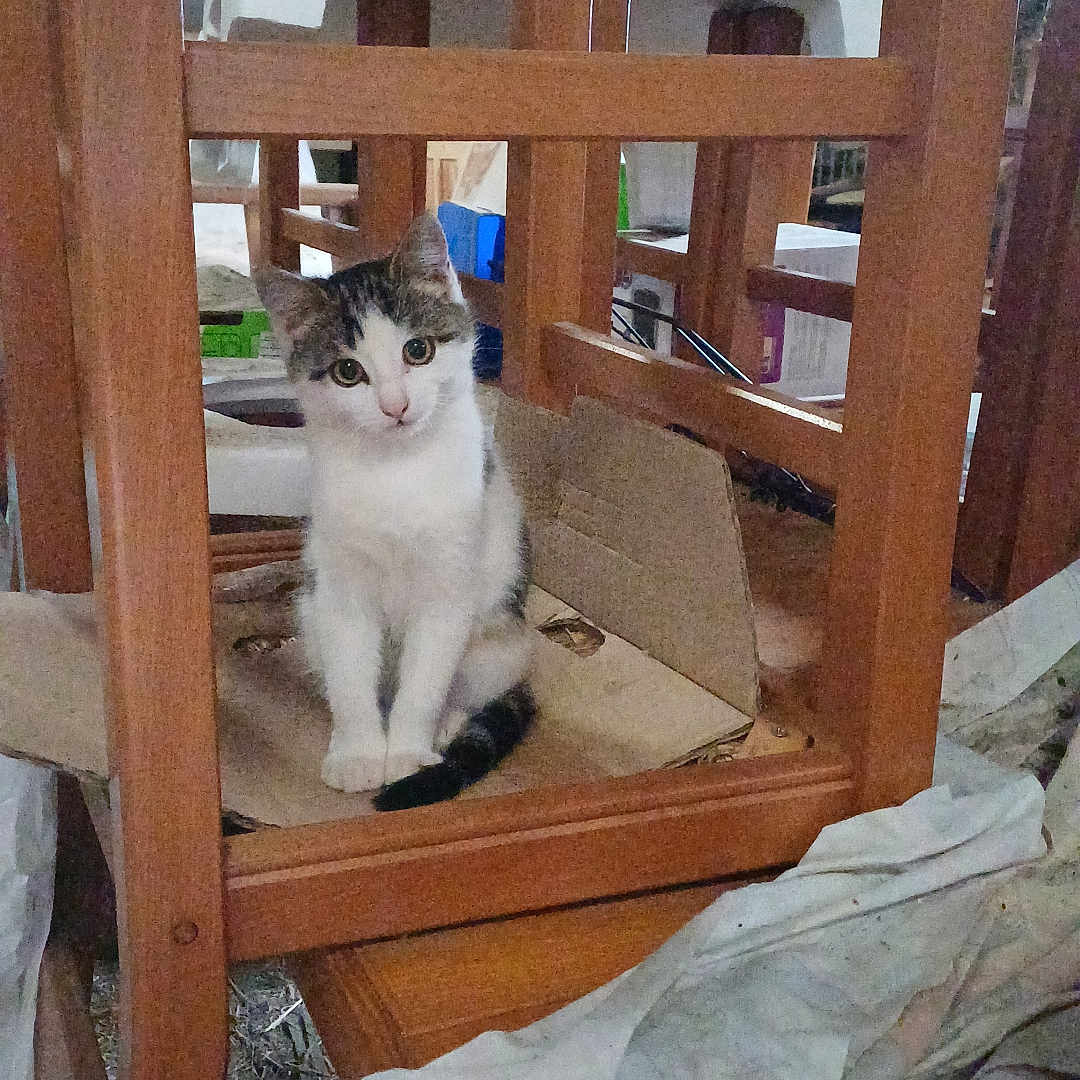 Mimi participe au concours pour gagner de l'argent avec cette photo : animal, brown, cardboard, cat, clutter, curious, ears, feline, floor, furniture, indoor, kitten, looking, pet, rustic, sitting, tail, whiskers, white, wooden_chair