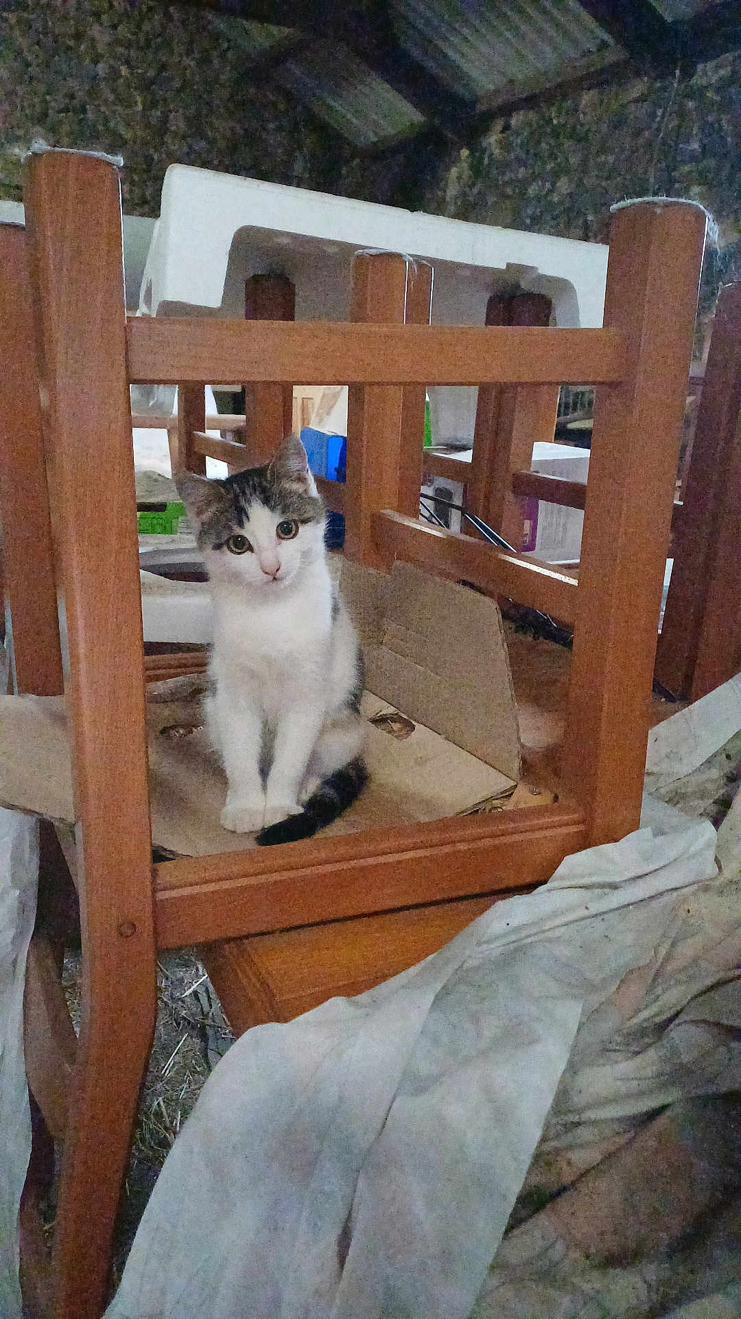 Mimi
