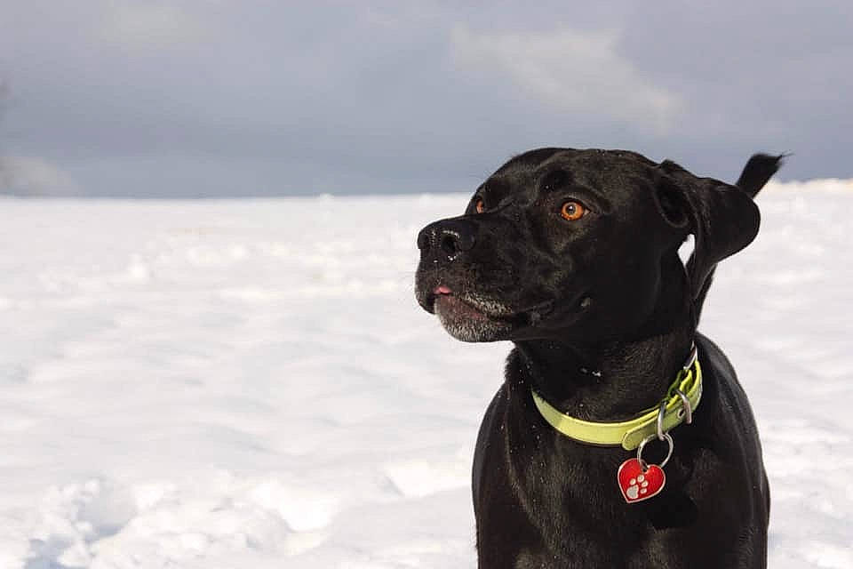 Maia participe au concours pour gagner de l'argent avec cette photo : borador, canidae, carnivore, collar, companion_dog, dog, dog_breed, dog_collar, fawn, freezing, fur, leash, personal_protective_equipment, pet_supply, snout, snow, sporting_group, whiskers, winter, working_animal