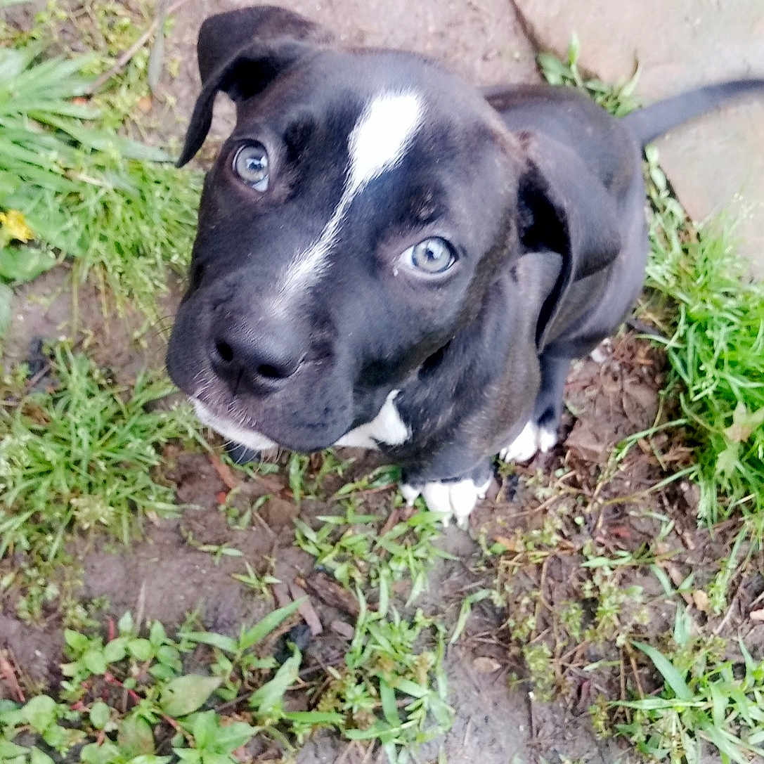 Hammer is registered to the contest to win money with this photo: american_pit_bull_terrier, american_staffordshire_terrier, bandog, canidae, carnivore, dog, dog_breed, fawn, mammal, non_sporting_group, rare_breed_dog, snout, sporting_group, vertebrate