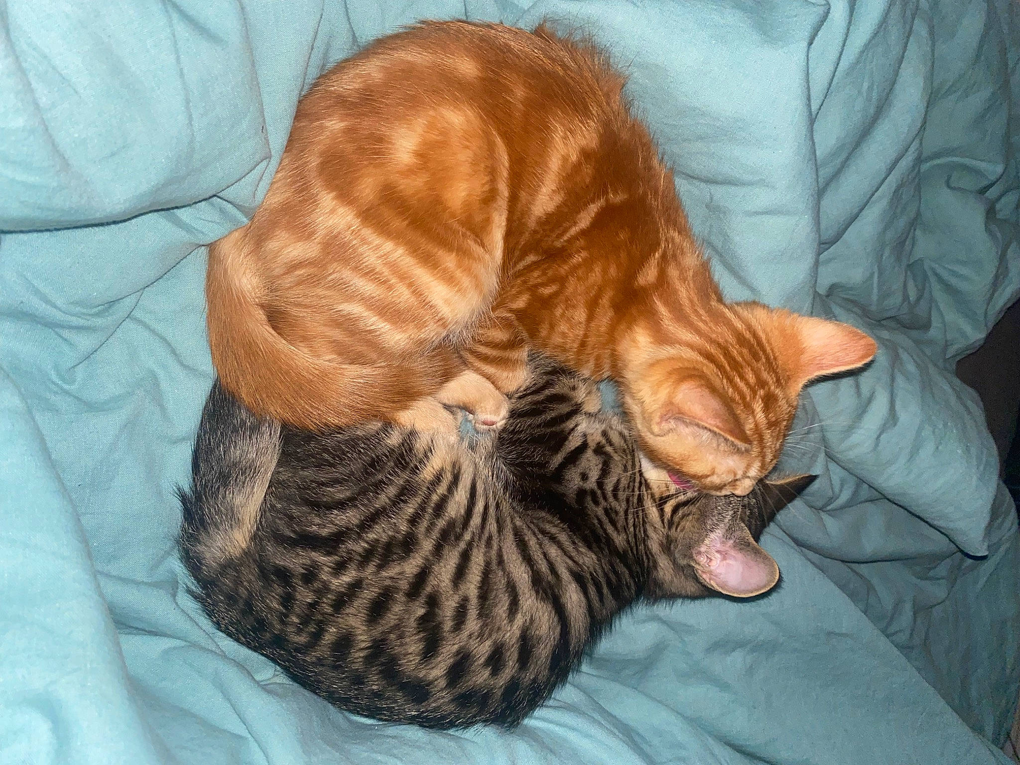 Moon participe au concours pour gagner de l'argent avec cette photo : carnivore, cat, cat_bed, cat_supply, claw, comfort, domestic_short_haired_cat, fawn, felidae, fur, nap, paw, sleep, small_to_medium_sized_cats, snout, tail, terrestrial_animal, whiskers