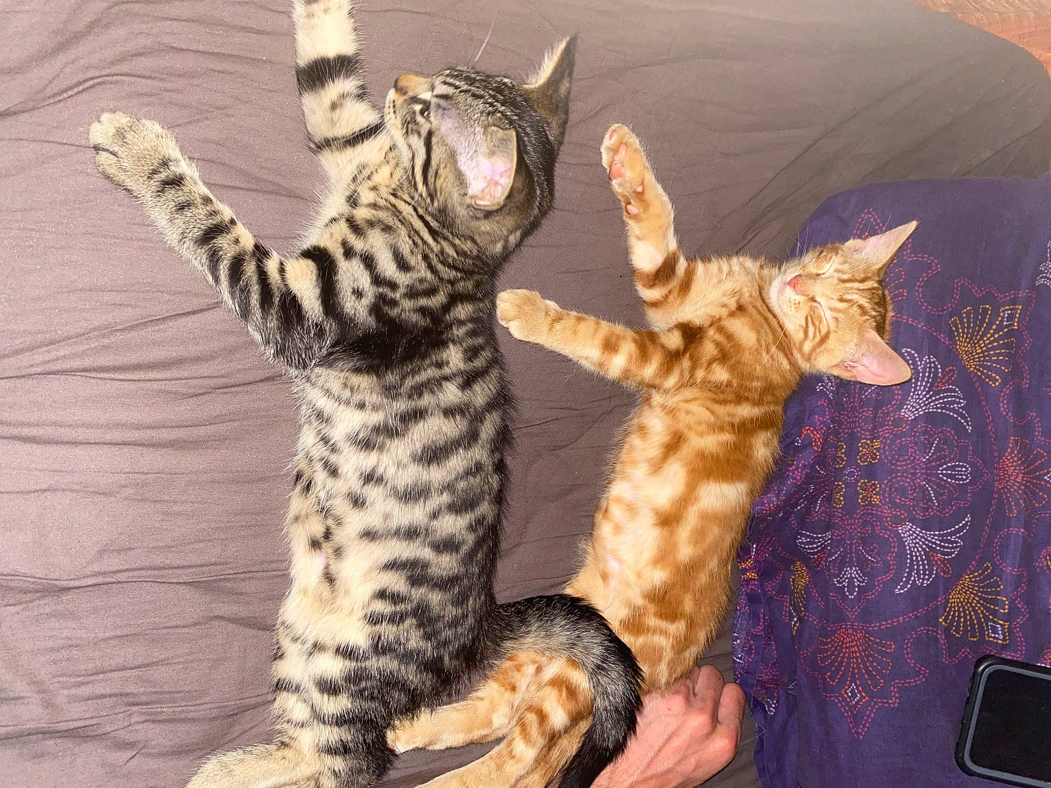 Moon participe au concours pour gagner de l'argent avec cette photo : carnivore, cat, claw, comfort, domestic_short_haired_cat, felidae, fur, paw, small_to_medium_sized_cats, snout, tail, terrestrial_animal, toy, whiskers