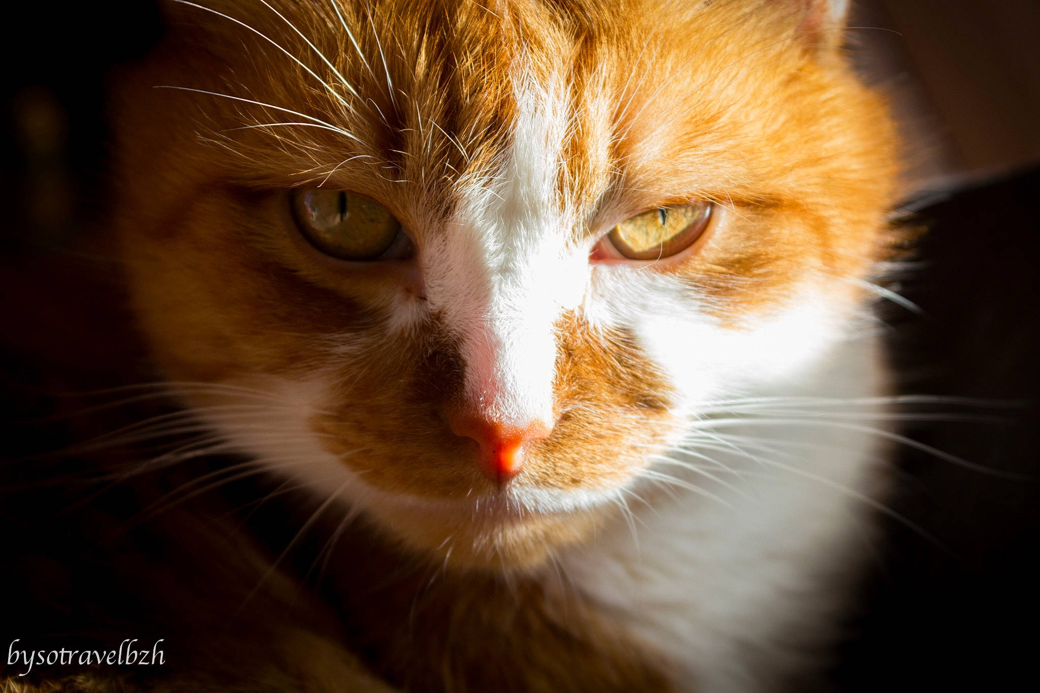 Kenshin participe au concours pour gagner de l'argent avec cette photo : carnivore, cat, close_up, domestic_short_haired_cat, ear, eye, felidae, fur, hair, head, human_body, macro_photography, paw, small_to_medium_sized_cats, snout, tail, terrestrial_animal, whiskers, wildlife, wood