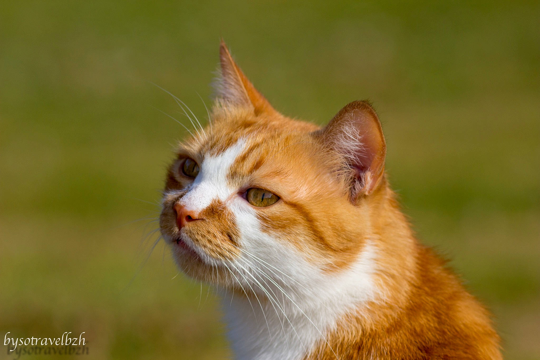 Kenshin participe au concours pour gagner de l'argent avec cette photo : carnivore, cat, close_up, domestic_short_haired_cat, eye, fawn, felidae, fur, grass, plant, small_to_medium_sized_cats, snout, tail, terrestrial_animal, tree, whiskers, wildlife, window