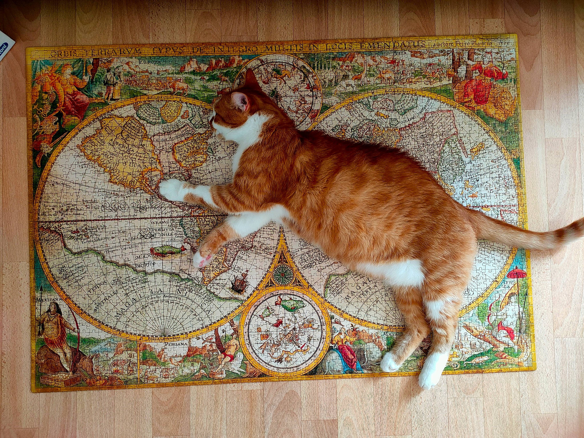 Kenshin participe au concours pour gagner de l'argent avec cette photo : art, carnivore, cat, comfort, domestic_short_haired_cat, fawn, felidae, floor, flooring, linens, mat, pattern, pet_supply, rectangle, rug, small_to_medium_sized_cats, tail, textile, whiskers, wood