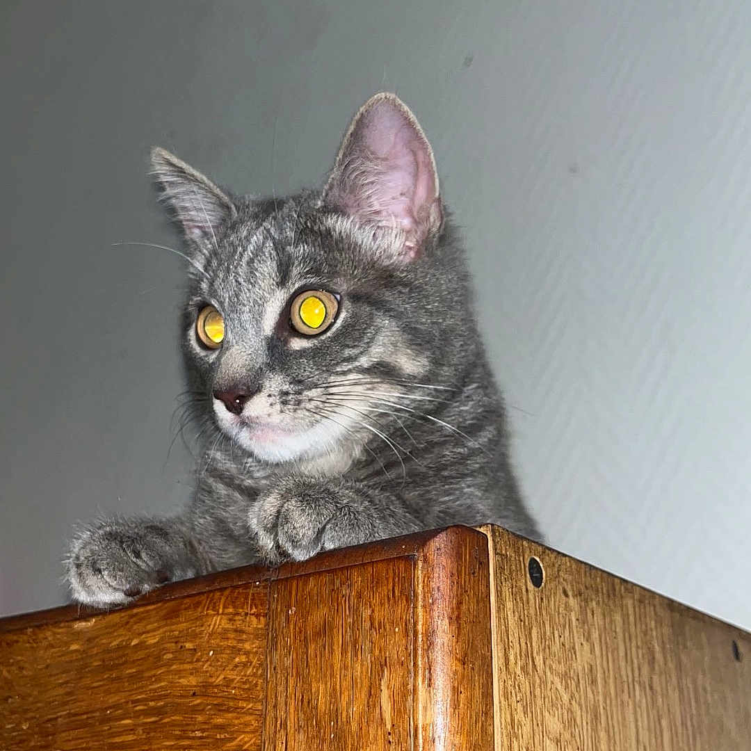 Aluka