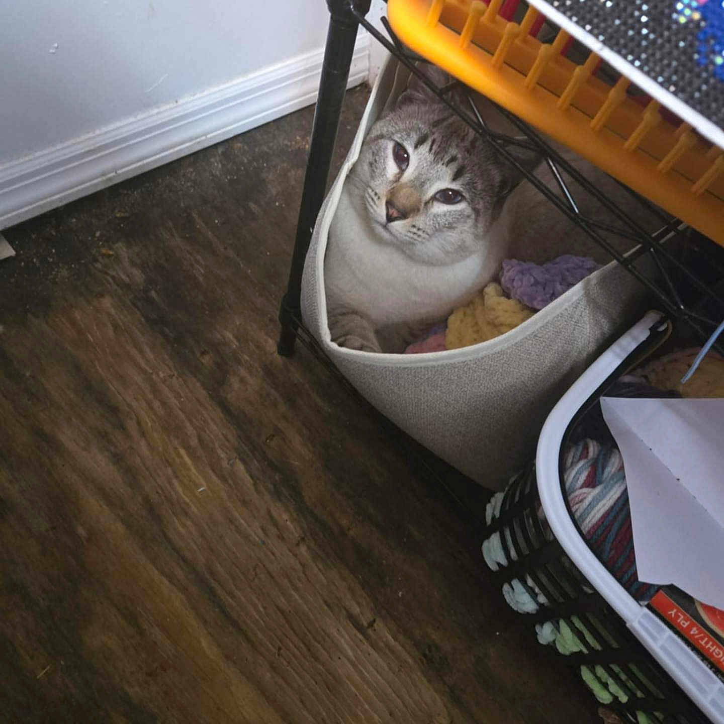 Mini Man is registered to the contest to win money with this photo: animal, basket, canine, cat, dog, dogbed, hardwood, homedecor, indoors, interiordesign, kitten, person, pet, rabbit, stainedwood, takingcover, tape, window, windowsill, wood