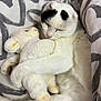 Samacchito participe au concours pour gagner de l'argent avec cette photo : cat, white_cat, stuffed_animal, plush_lamb, bed, blanket, sleeping, snuggling, cozy, soft, fur, pet, animal, resting, cute, heart_pattern, domestic, indoor, closeup, comfort