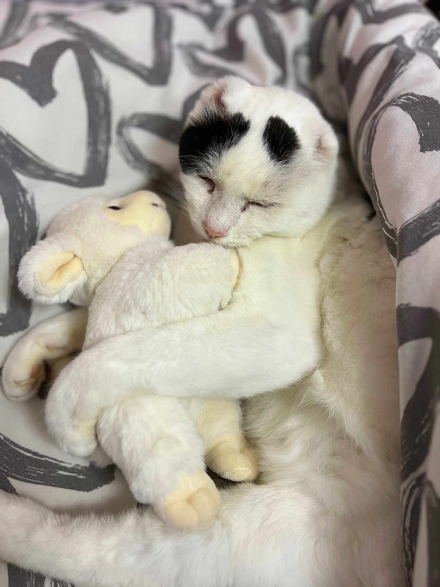 Samacchito participe au concours pour gagner de l'argent avec cette photo : cat, white_cat, stuffed_animal, plush_lamb, bed, blanket, sleeping, snuggling, cozy, soft, fur, pet, animal, resting, cute, heart_pattern, domestic, indoor, closeup, comfort