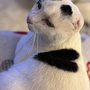 Samacchito a rejoint le concours — aidez-le/la à gagner de superbes lots ! cat, white_cat, black_patch, feline, pet, animal, whiskers, fur, close_up, indoor, looking_away, soft_focus, cute, domestic_animal, mammal, portrait, relaxed, calm, side_view