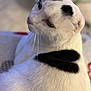 cat, white_cat, black_patch, feline, pet, animal, whiskers, fur, close_up, indoor, looking_away, soft_focus, cute, domestic_animal, mammal, portrait, relaxed, calm, side_view