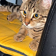 Alvin participe au concours pour gagner de l'argent avec cette photo : cat, tabby, yellow_eyes, cushion, chair, feline, pet, indoor, close_up, whiskers, paws, striped, fur, animal, domestic, relaxed, alert, resting, seated, curious