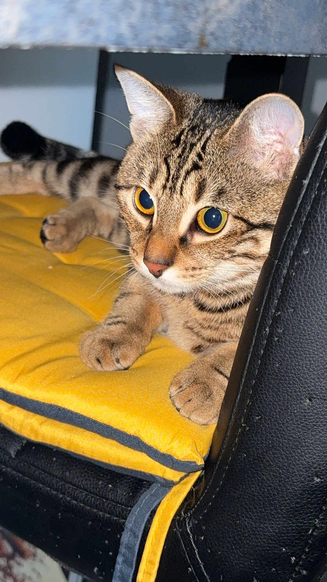 Alvin participe au concours pour gagner de l'argent avec cette photo : cat, tabby, yellow_eyes, cushion, chair, feline, pet, indoor, close_up, whiskers, paws, striped, fur, animal, domestic, relaxed, alert, resting, seated, curious