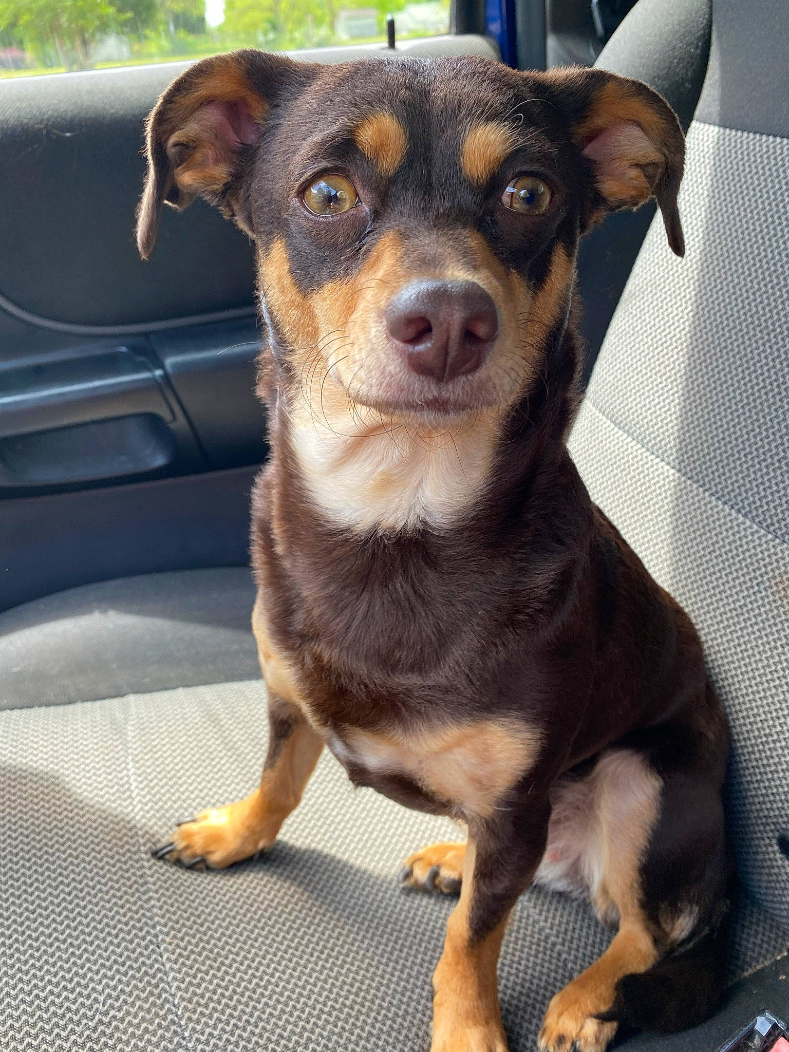 Reese Cup joined the competition — help win amazing prizes! canidae, carnivore, collar, companion_dog, dog, dog_breed, fawn, fur, sporting_group, terrestrial_animal, toy_dog, whiskers, windshield, working_animal, working_dog