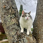 Nestor a rejoint le concours — aidez-le/la à gagner de superbes lots ! animal, branch, cat, close_up, eyes, feline, forest, greenery, lichen, nature, outdoor, perched, pet, portrait, standing, tabby, tree, tree_trunk, whiskers, white_fur