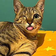Chacha participe au concours pour gagner de l'argent avec cette photo : animal, cartoon, cat, close_up, cute, ears, feline, fur, indoor, one_eyed, orange_blanket, pet, playful, portrait, relaxed, stars, striped, tabby, tongue_out, whiskers