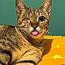 animal, cartoon, cat, close_up, cute, ears, feline, fur, indoor, one_eyed, orange_blanket, pet, playful, portrait, relaxed, stars, striped, tabby, tongue_out, whiskers