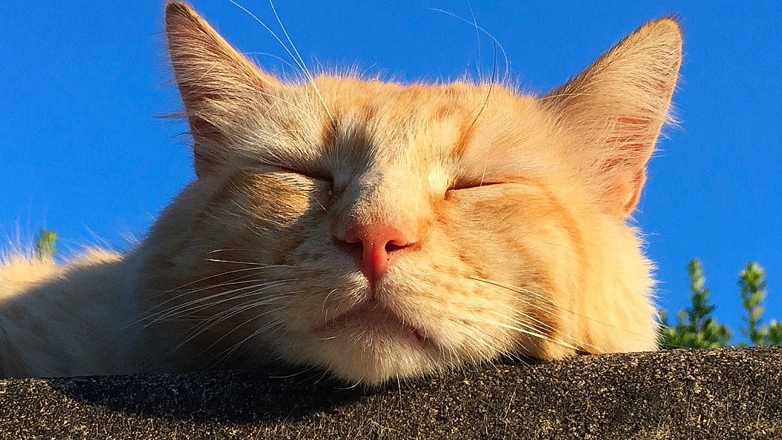 Lemon participe au concours pour gagner de l'argent avec cette photo : aegean_cat, asian, carnivore, cat, close_up, domestic_short_haired_cat, european_shorthair, eye, fawn, felidae, fur, kitten, mammal, nose, photography, sky, small_to_medium_sized_cats, snout, tabby_cat, whiskers