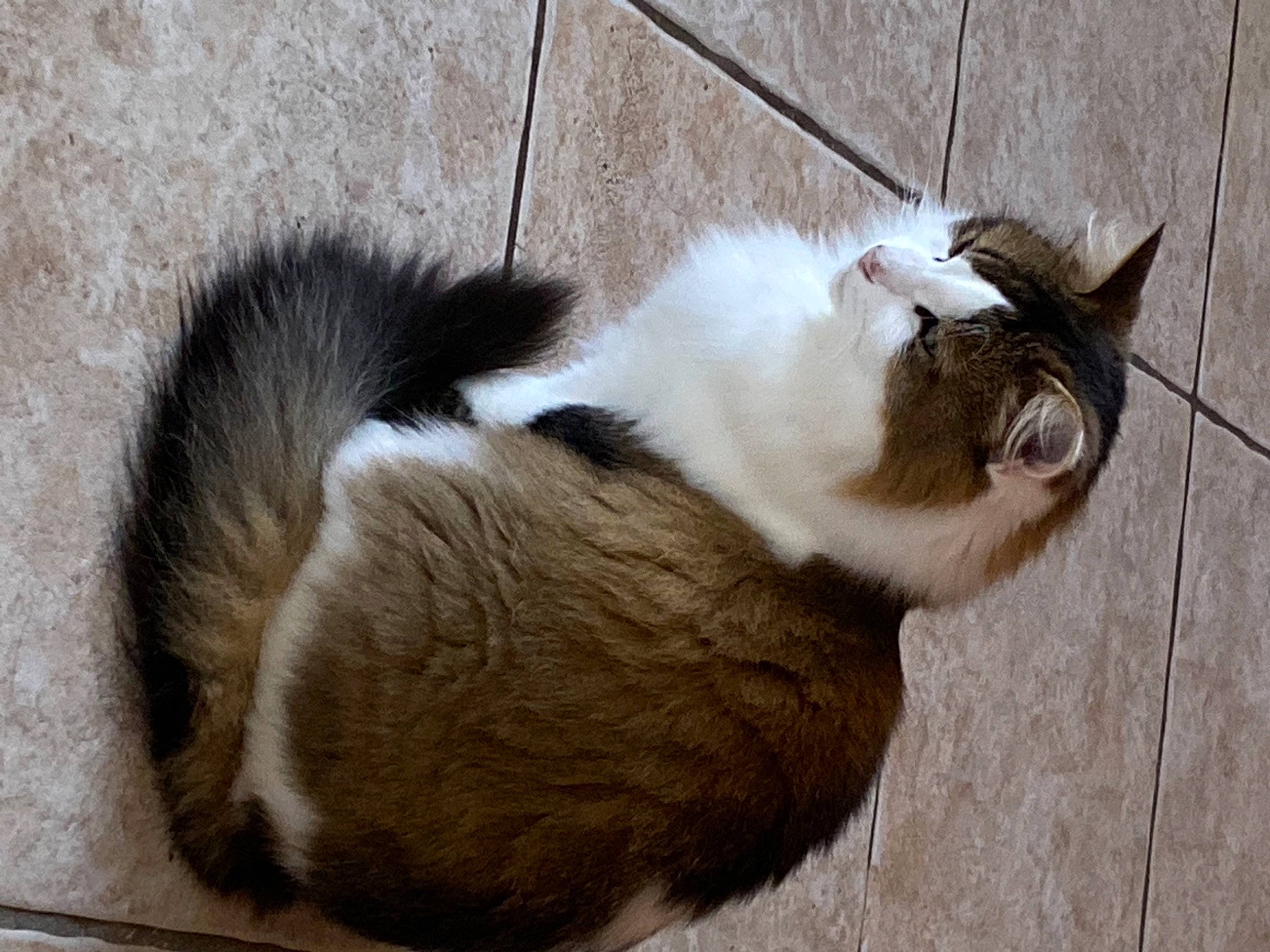 Noisette participe au concours pour gagner de l'argent avec cette photo : aegean_cat, carnivore, cat, european_shorthair, felidae, fur, small_to_medium_sized_cats, snout, tail, whiskers