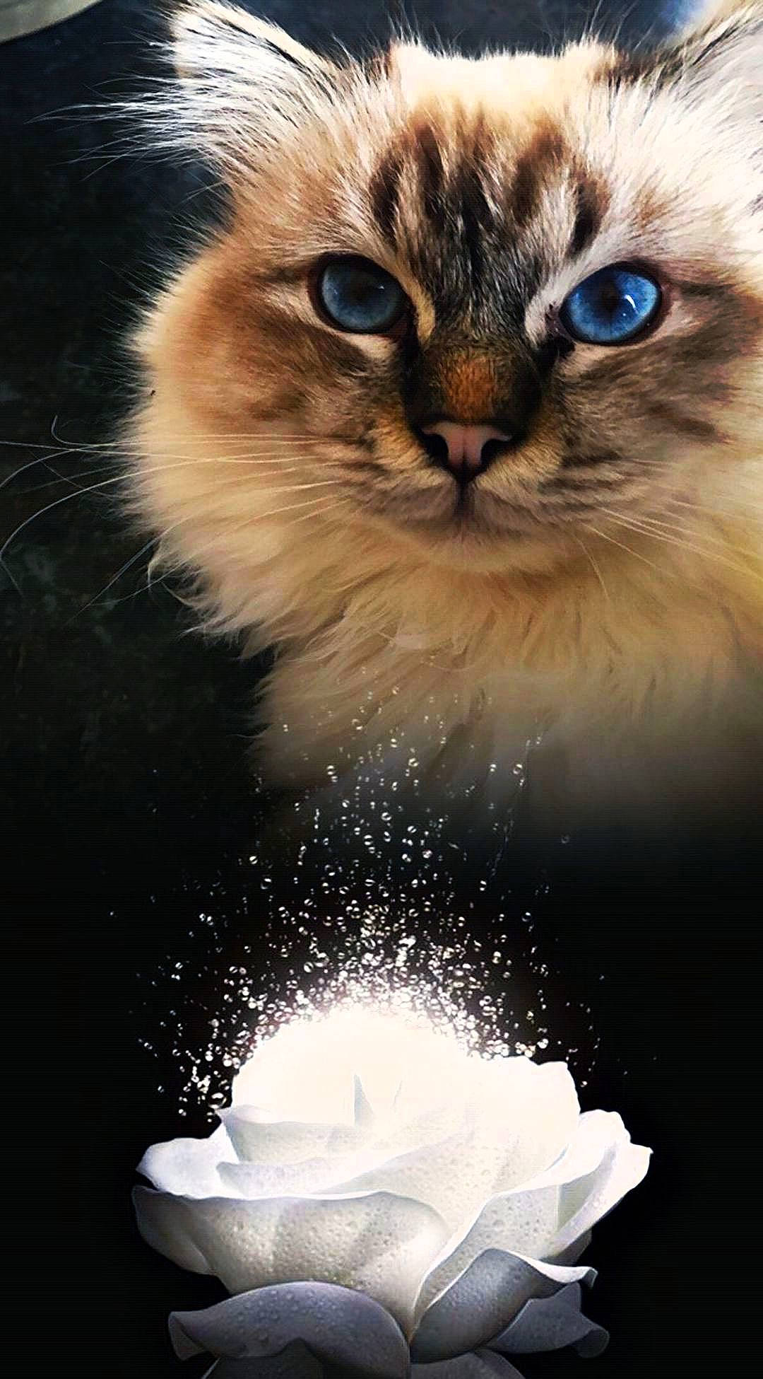 Plume a rejoint le concours — aidez-le/la à gagner de superbes lots ! asian_semi_longhair, balinese, birman, carnivore, cat, domestic_long_haired_cat, felidae, himalayan, kitten, ragamuffin, ragdoll, siberian, small_to_medium_sized_cats, whiskers