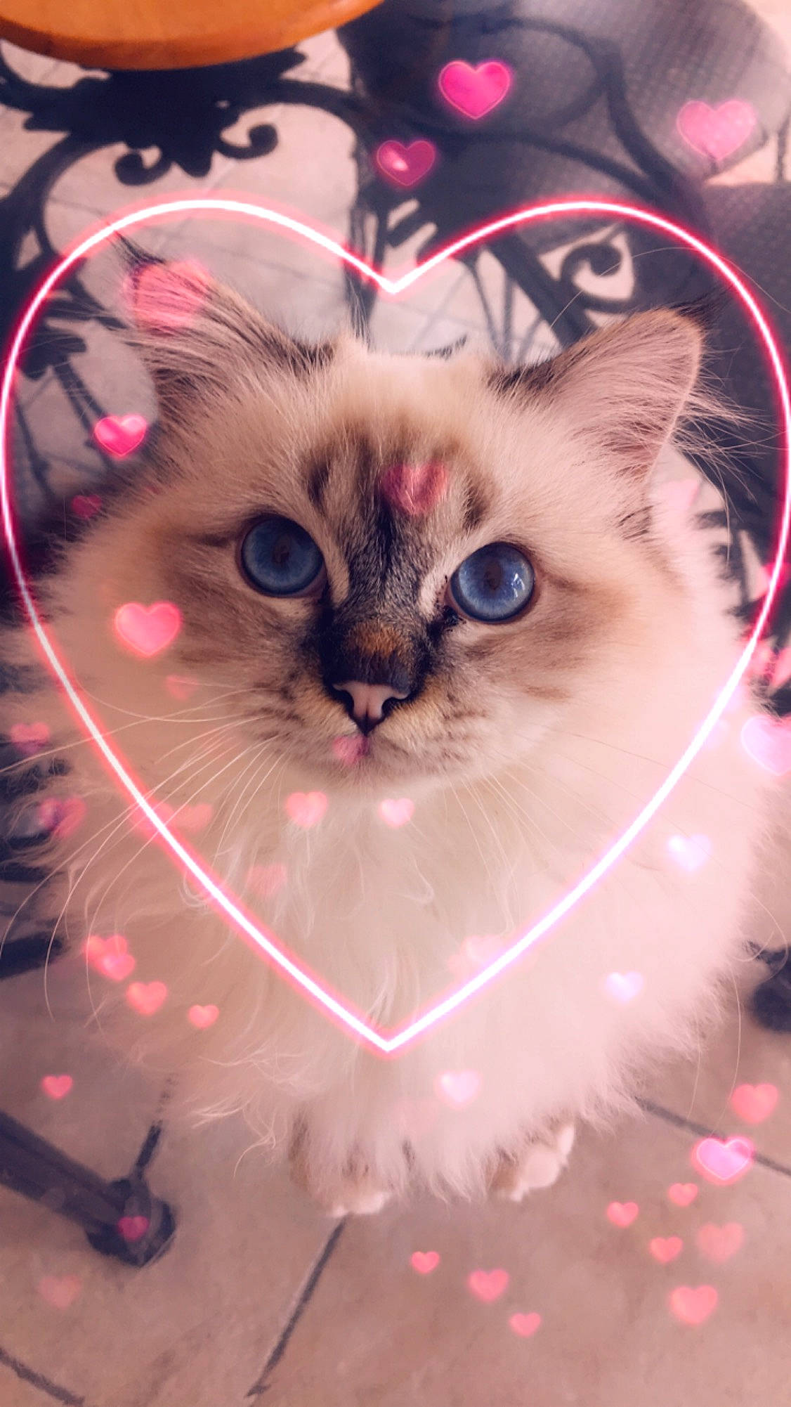 Plume participe au concours pour gagner de l'argent avec cette photo : birman, carnivore, cat, eye, fawn, felidae, fur, himalayan, kitten, mammal, ojos_azules, paw, photography, pink, ragdoll, siamese, small_to_medium_sized_cats, snout, thai, whiskers