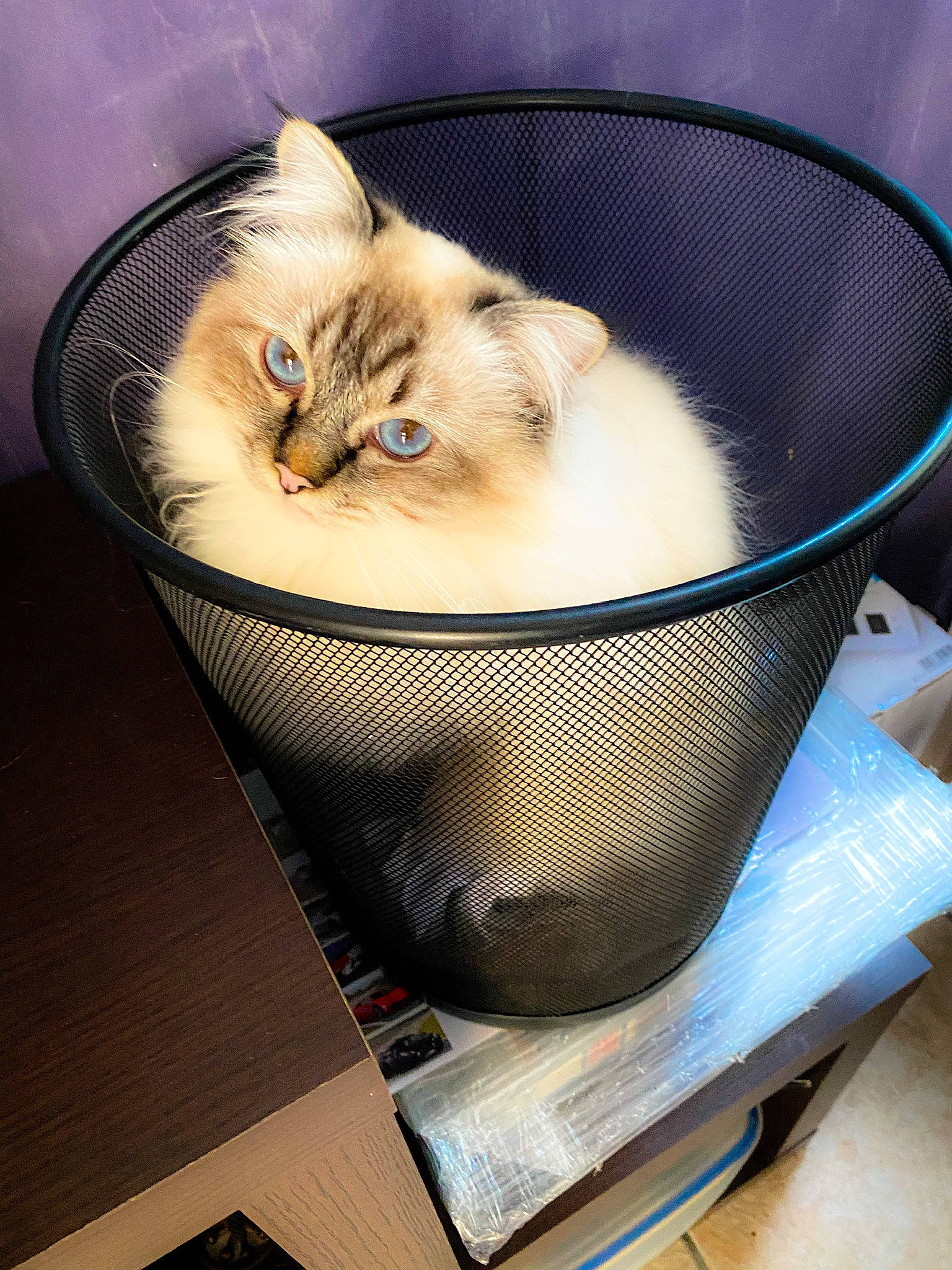 Plume a rejoint le concours — aidez-le/la à gagner de superbes lots ! asian, carnivore, cat, domestic_long_haired_cat, european_shorthair, fawn, felidae, fur, kitten, ragamuffin, ragdoll, small_to_medium_sized_cats, whiskers