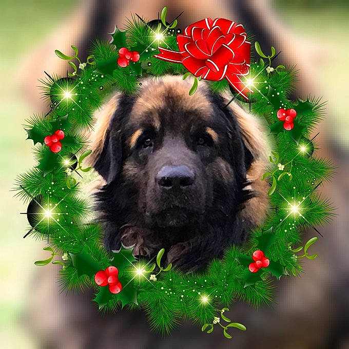 Nova a rejoint le concours — aidez-le/la à gagner de superbes lots ! canidae, carnivore, caucasian_shepherd_dog, dog, dog_breed, leonberger, plant, puppy, sarplaninac, sporting_group, tree